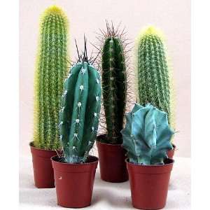  Exotic Cactus Collection  5 Different Plants 2.25 pots 