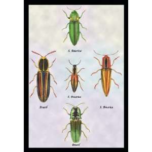  South American Beetles #1 12x18 Giclee on canvas