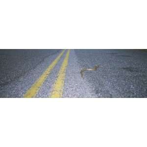  Snake Crossing the Road, Marin County, California, USA by 