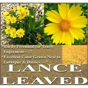  1 LB (170,000+) LANCE LEAF COREOPSIS Flower Seeds & FREE 