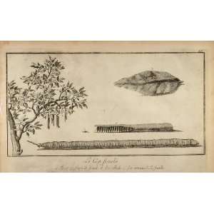 1757 Engraving Carob Bean Tree Pod Seed Egypt F. Norden   Copper Plate 