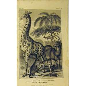  1820 Long Tailed Manis Hyean Kangaroo Giraffe Camel