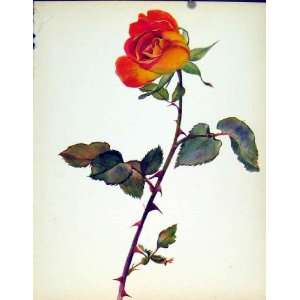  Tzigane Beautiful Roses By J Kaplicka Old Print Flower 
