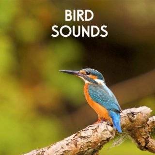 Gentle Birds and Forest Stream for Relaxation Meditation. Relaxing 