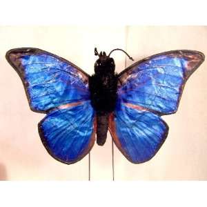   Blue Morpho Butterfly Puppet with Ten Inch Wingspan Toys & Games