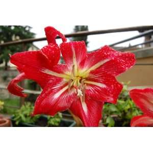  Beauty  Amaryllis 