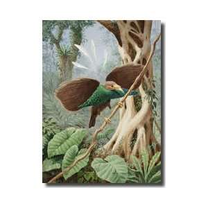  A Perching Wallaces Standardwing Spreads Its Wings Giclee 