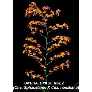 Oncda Space Noez 1630H Onc. Sphacetante X Cda. noezliana  