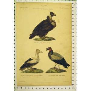  Birds Arabian Vulture Egyptian King C1850 Colour Print 