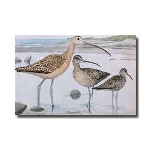  Three Species Of Curlew Giclee Print