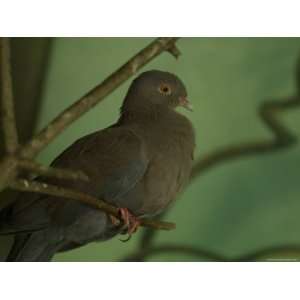  Salvins of Peruvian Pigeon from the Toledo Zoo 