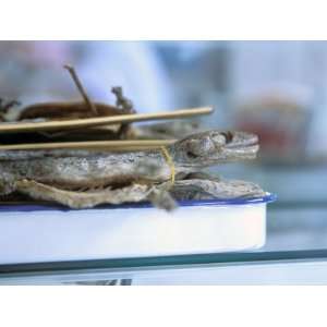  Flying Lizards, Medicines For Sale, Yichang, China 