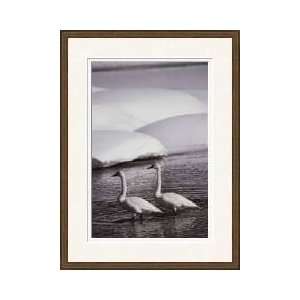 Trumpeter Swans Yellow River Yellowstone National Park Wyoming Framed 