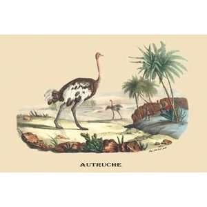  Autruche (Ostrich)   Paper Poster (18.75 x 28.5) Sports 