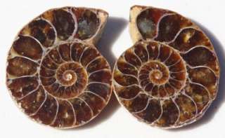 Golden Red Opalized Polished AMMONITE Fossil Crystals  