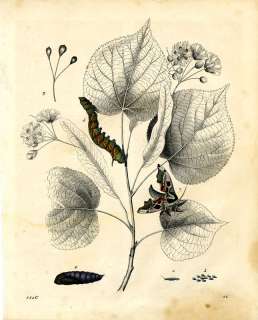 1846 BUCH DER WELT HC ENGRAVING linden, lime hawk moth 1  