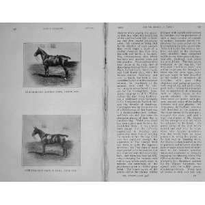  1905 Polo Pony Horse`Sale Greek Boy Paul Fry Photograph 