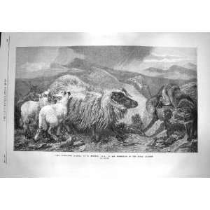 1869 Unwelcome Visitor Sheep Lambs Wolf Mountains