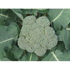  1000 WALTHAM 29 BROCCOLI Brassica Oleracea Vegetable Seeds 