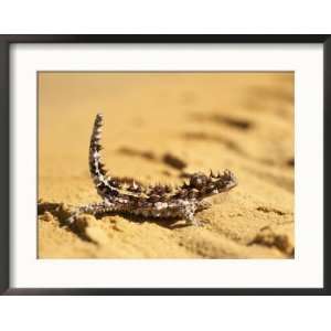  A Thorny Devil (Moloch Horridus) on Sand Framed 