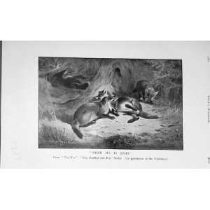  1906 Antique Print Fox Wild Animals Hunting BailyS