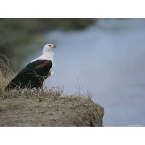  An African Fish Eagle Atop a High Vantage Point Stretched 