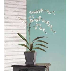  Realistic White Moth Orchids In Pot