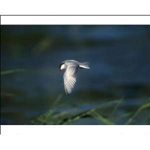  Whiskered Tern   Adult, summer plumaged Photographic 