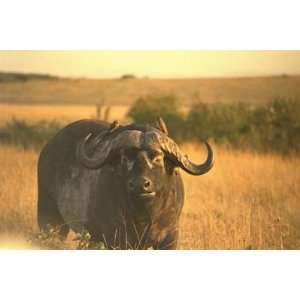 12X16 inch African Wildlife Canvas Art Buffalo with two 