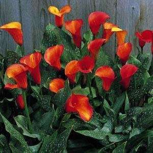   Calla Lily Bulb   Opens Yellow Matures to Flame Patio, Lawn & Garden