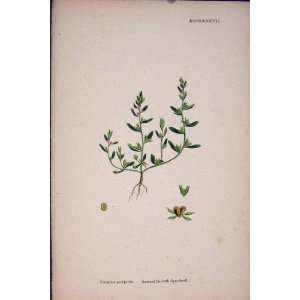  Annual Speedwell Flower Plant Colour Print Antique