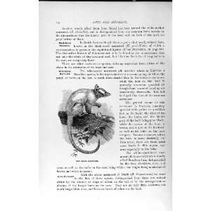   NATURAL HISTORY 1893 94 SILVER MARMOSET MONKEY ANIMAL