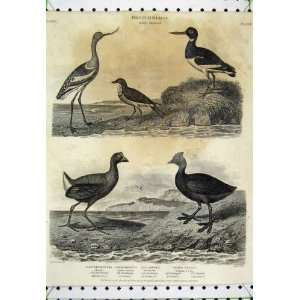  1811 Bird Fulica Coot Oyster Catcher Avocet Ornithology 