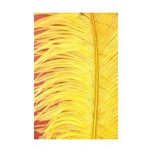  16 18 Ostrich Feathers   Yellow (Pack of 12) Arts 