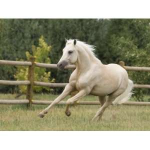  Palomino Welsh Pony Stallion Galloping in Paddock, Fort 