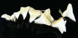 24 Group Upper Modern Great white shark tooth (teeth)   