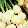 Crystal White Wax, Pickling Onion Seeds, 150 seeds  