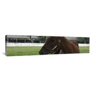  Kentucky Horse Park   Funny Cide   Gallery Wrapped Canvas 