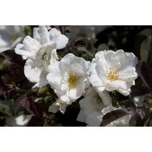  White Out (Rosa Landscape/Shrub)   Bare Root Rose Patio 