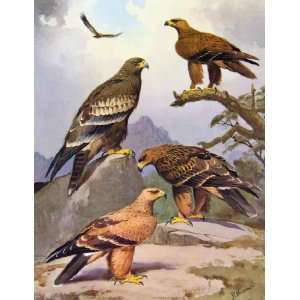  Eagles Hawks & Falcons Wahlbergs Eagle Birds Plate 1898 