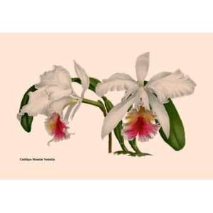  Orchid Cattleya Mossia Vestalis 12x18 Giclee on canvas 