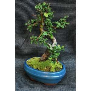 9GreenBox   Old Chinese Elm Bonsai Tree with Ceramic Pot Stone or Moss