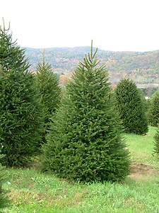 NORWAY SPRUCE Picea abies   30+EXTRA seeds. FAST GROWER  