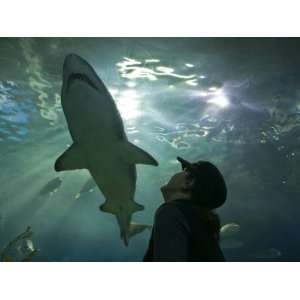 Tourist Marvels at an Endangered Grey Nurse Shark in an Aquarium 