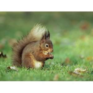  Red Squirrel (Sciurus Vulgaris), Lowther, Near Penrith 