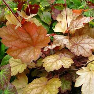  Coral Bells Vulcano 