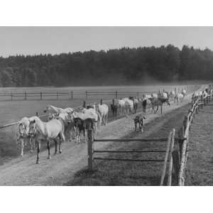  Feeding Time Brings Lipizzan Mares and Foals Ambling 