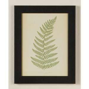  Botanical Fern Print e by Edward Lowe Black Frame Glass 