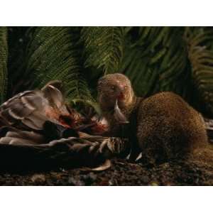  An Introduced Mongoose Eating a Nene, Hawaiis Endangered 