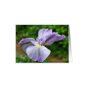  Purple Japanese Iris Flower Photo Blank Note Card Card 